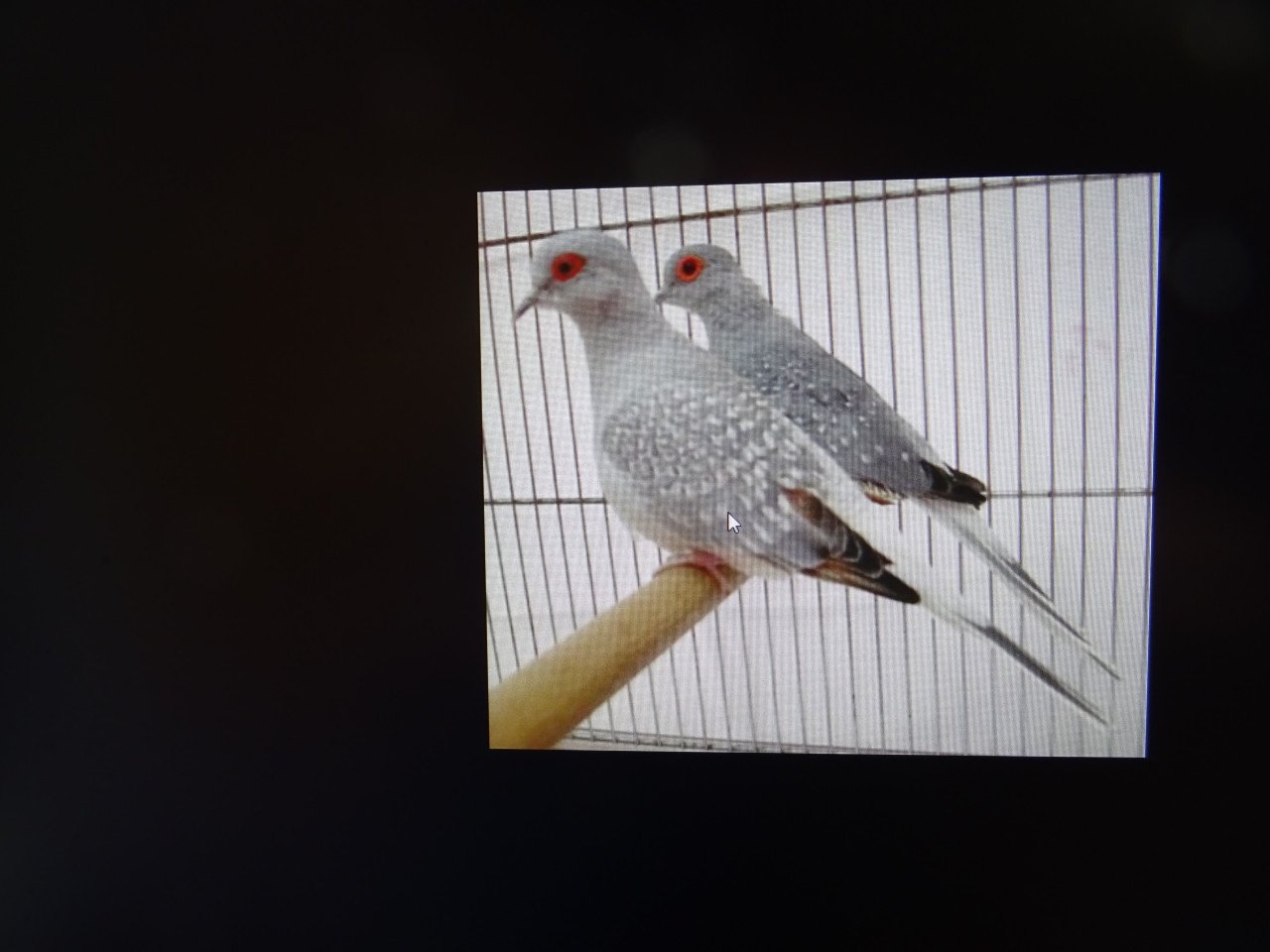 Te koop koppel diamantduifjes  broedrijp en een losse man !
