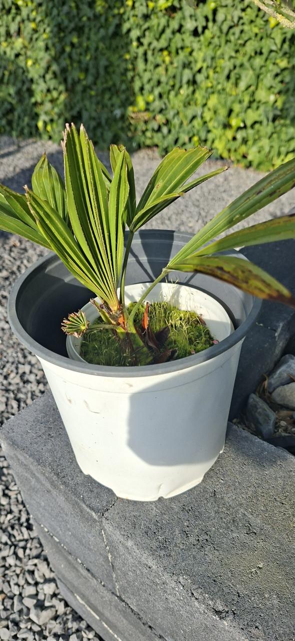 Palboom fortunei zaad hele tros €10