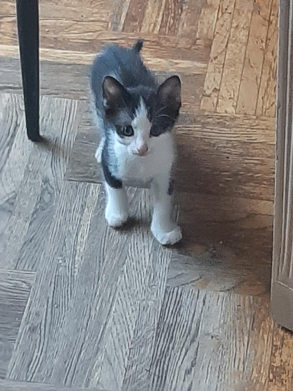 Kitten