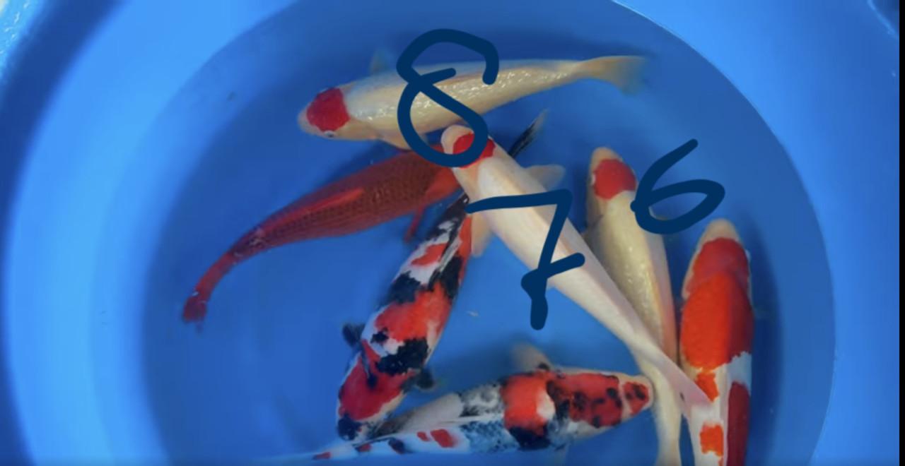 Koi nisai maruhiro mix