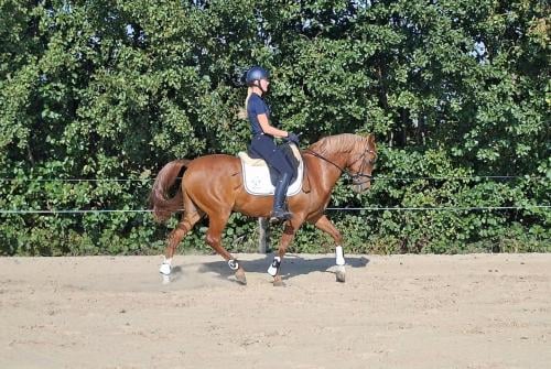 D pony te koop
