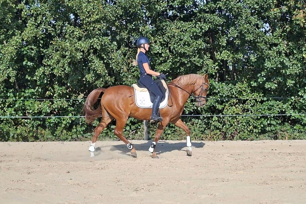 D pony te koop