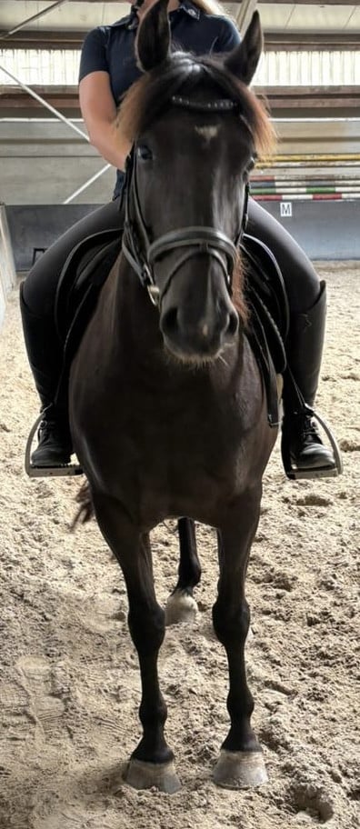 Mooie recreatie pony