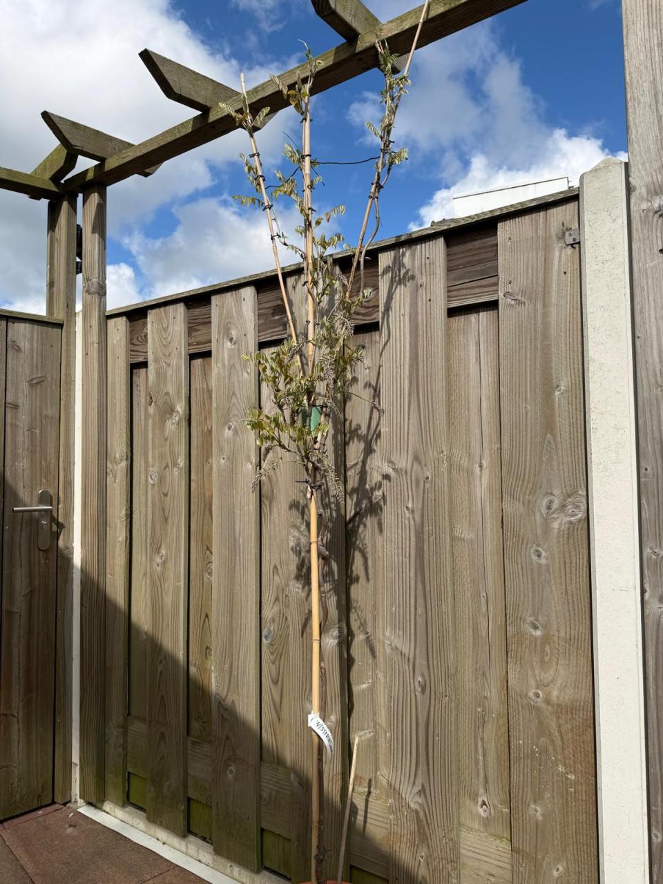 Wisteria sinensis ‘Rosea’ – ca. 2 meter hoog