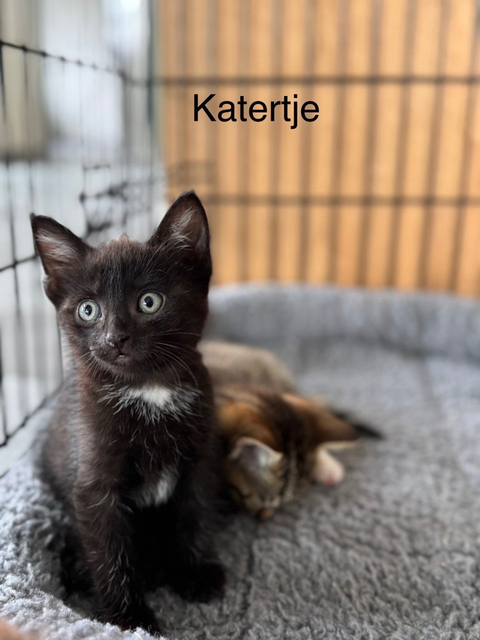 Kittens poesje en twee katertjes x bengaal