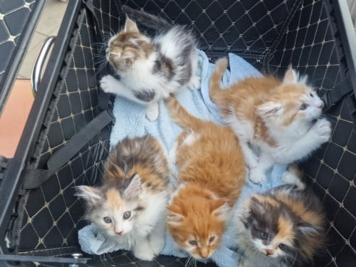 Te koop mooie Maine Coon kittens