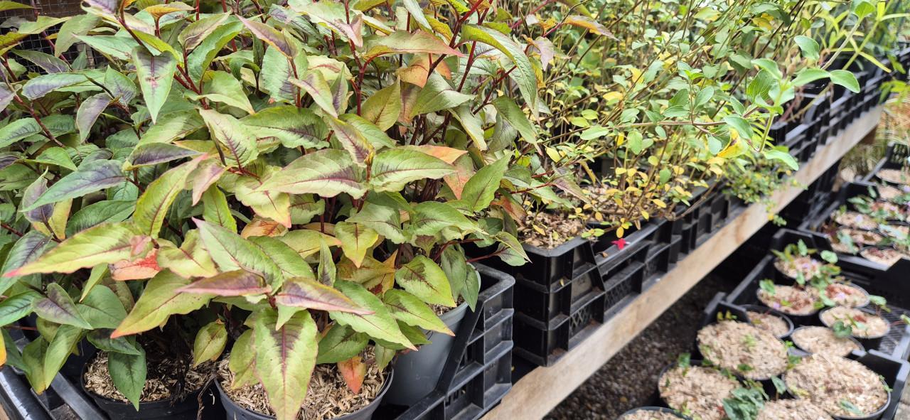 Tuinplanten assortiment bio