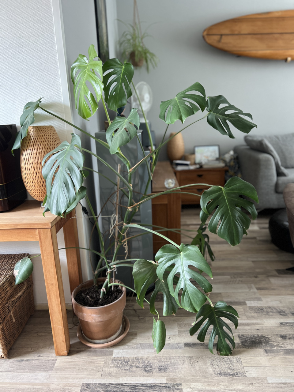 Diverse kamerplanten