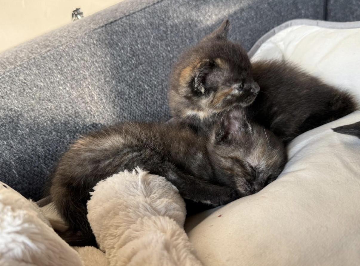 2 kittens