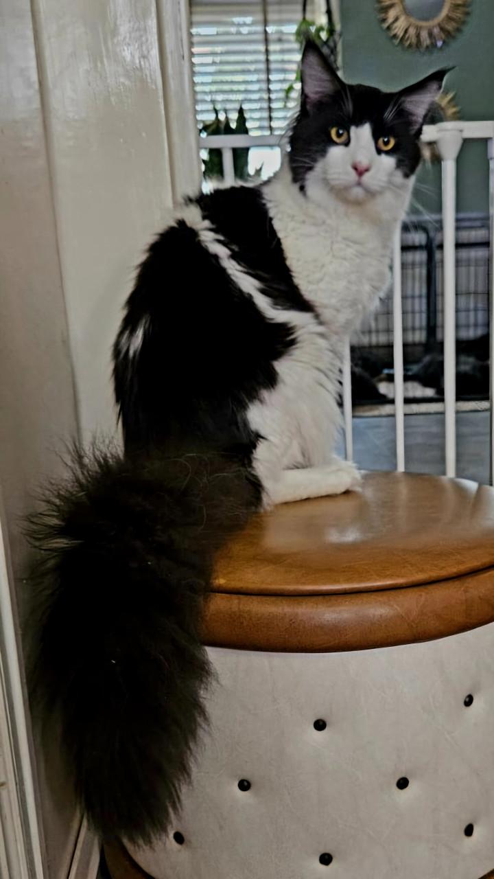 Maine Coon kitten, spierwit