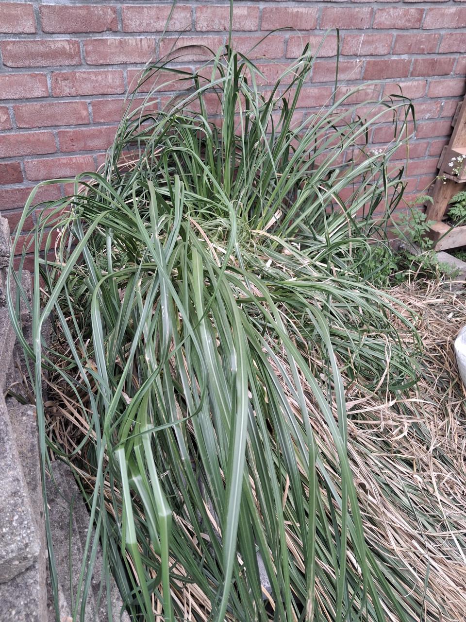 Gratis Pluimgras