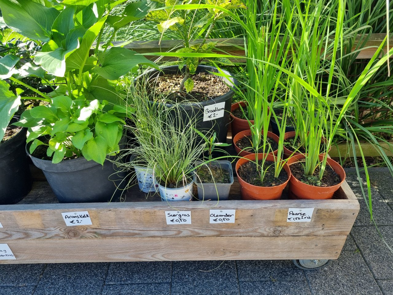 Diverse planten (op de oprit)