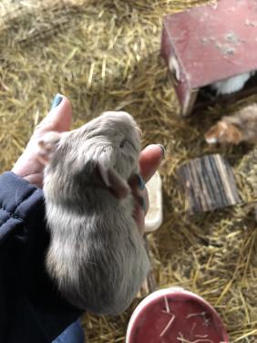 Schattige babycavia’s!!