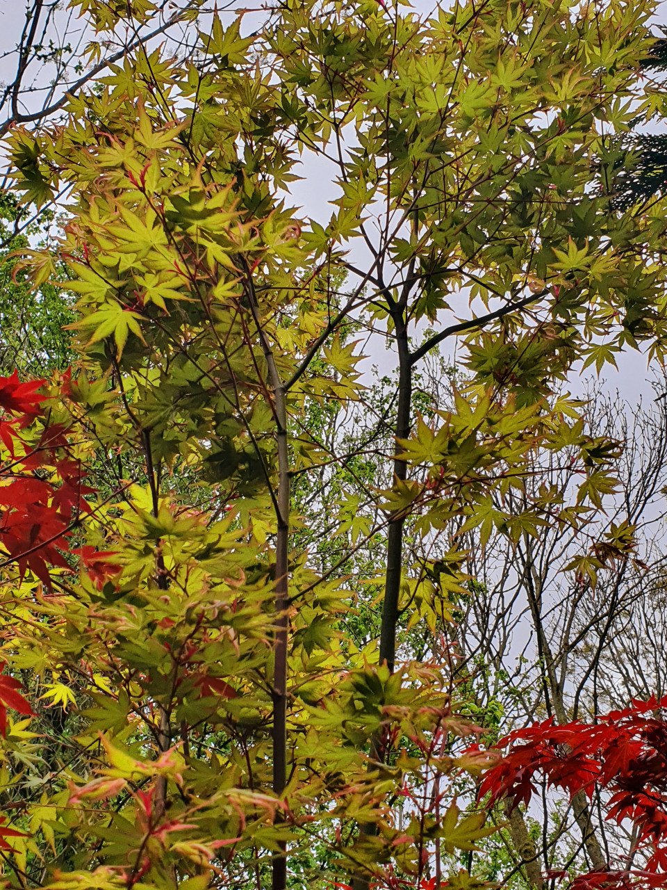 Acers