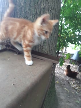 Mooie rustige Kitten