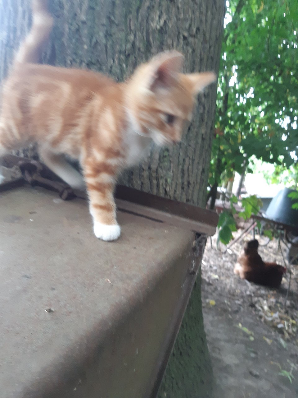 Mooie rustige Kitten