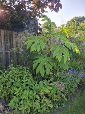Tetrapanax papyrifer 'Rex'. Rijstpapierplant
