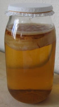 Kombuchazwam (of scobi / scoby) met startervloeistof, in een glazen potje.