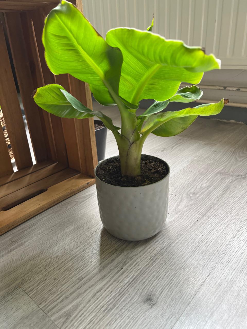 Bananenplant