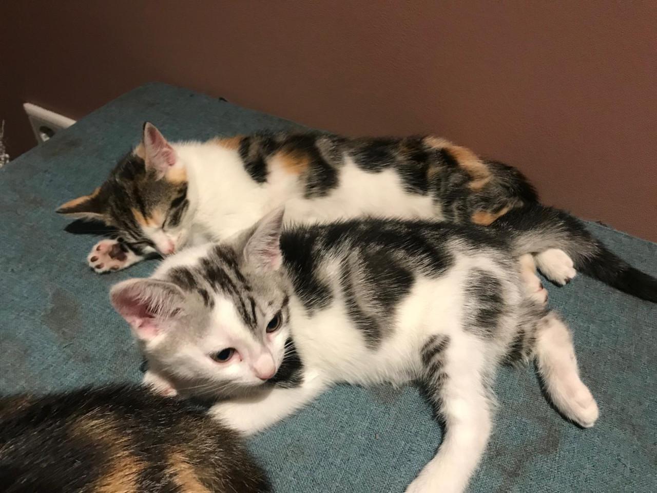 2 kittens poesjes 9 weken