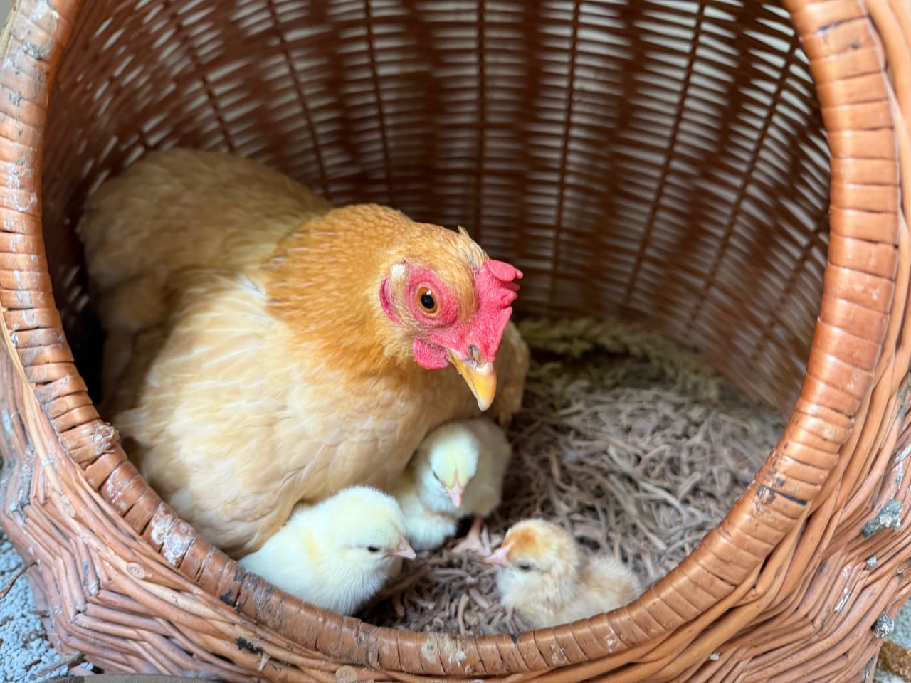 Twee serama hennetjes 1 jaar oud