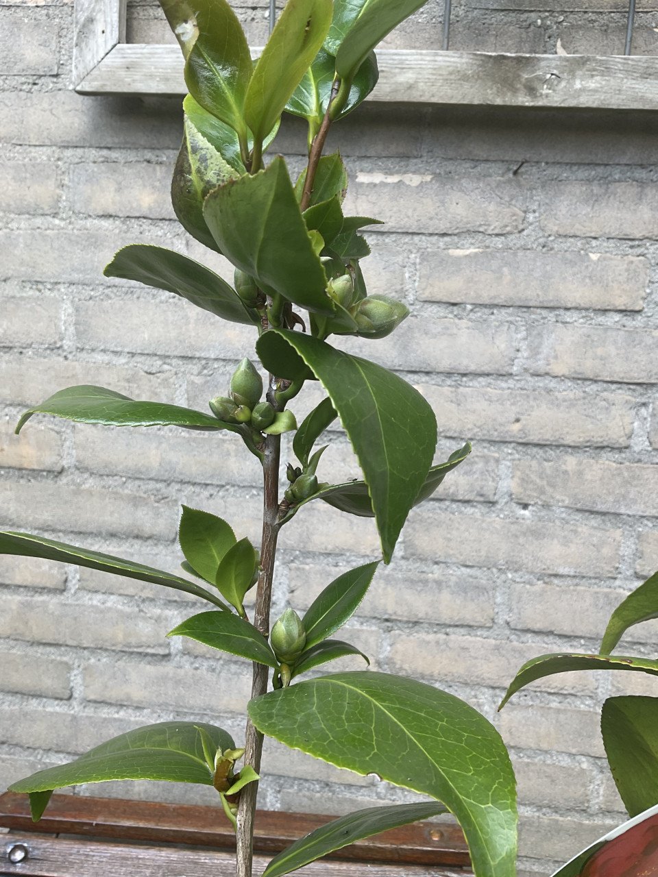 Camelia Japanse Roos