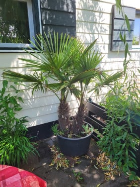 Palmboom ( 2-stammig)
