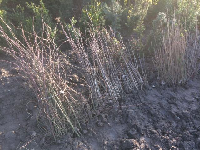Natuurlijke beplanting/inheemse struiken