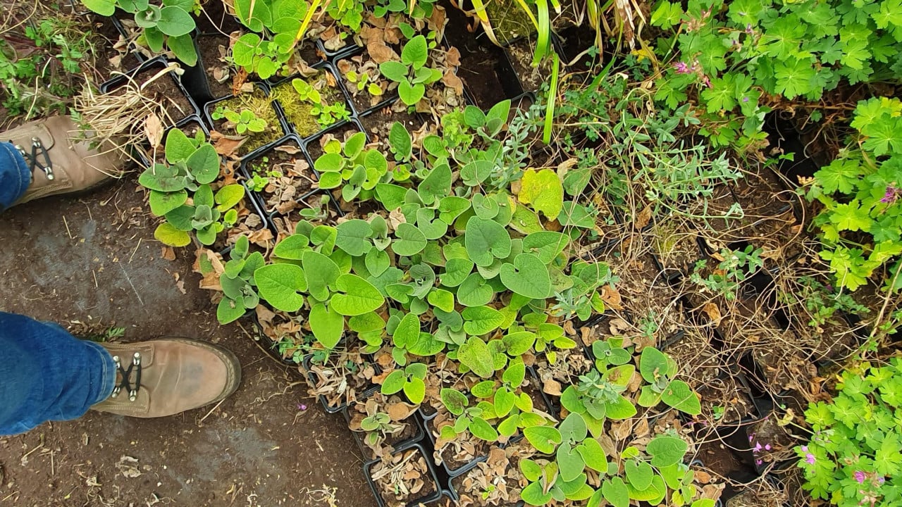 Diverse siergrassen en planten