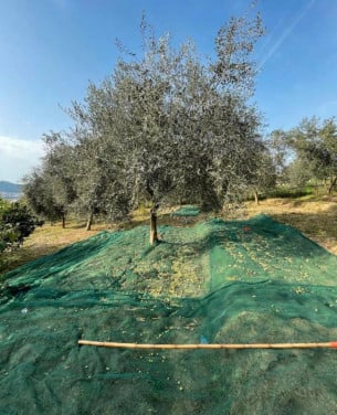 Extra vierge olijfolie uit eigen boomgaard in Albanië