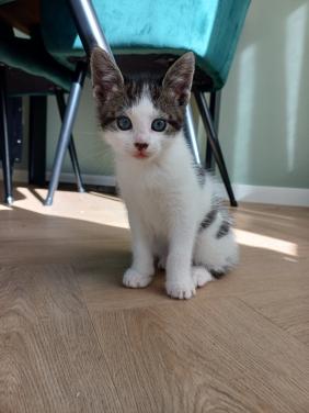Kittens