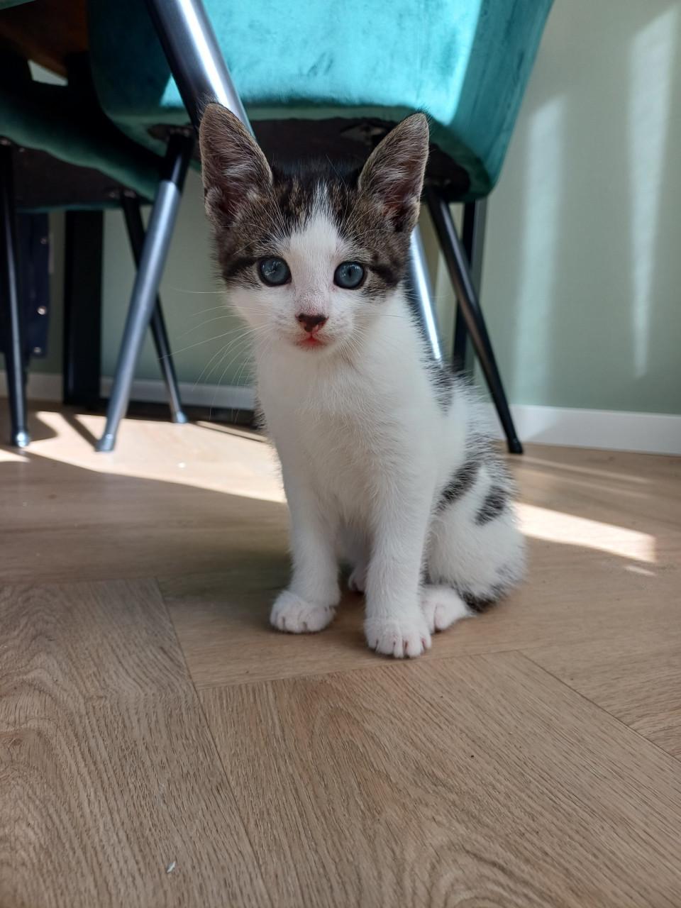 Kittens