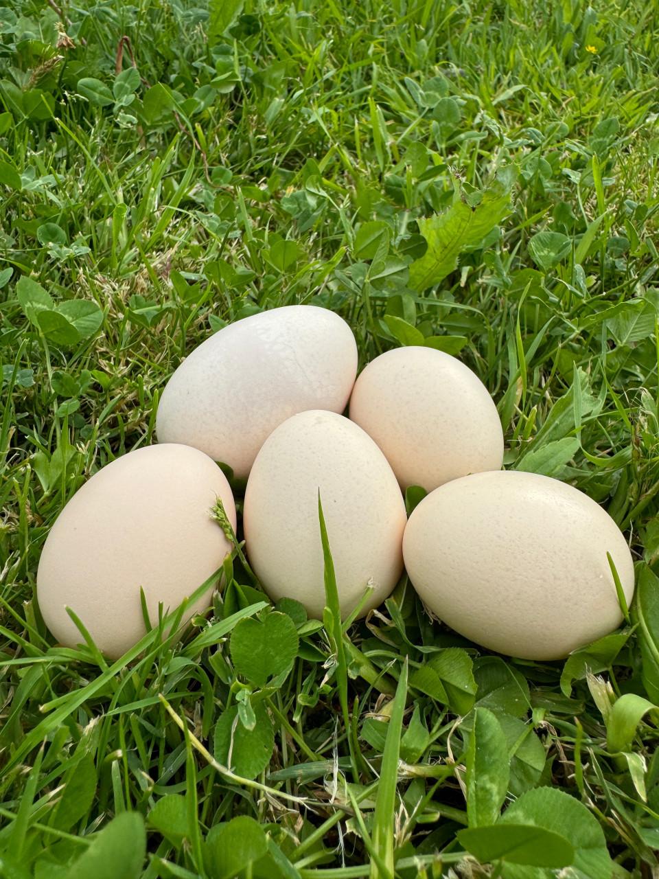 Broedeitjes zijdehoen