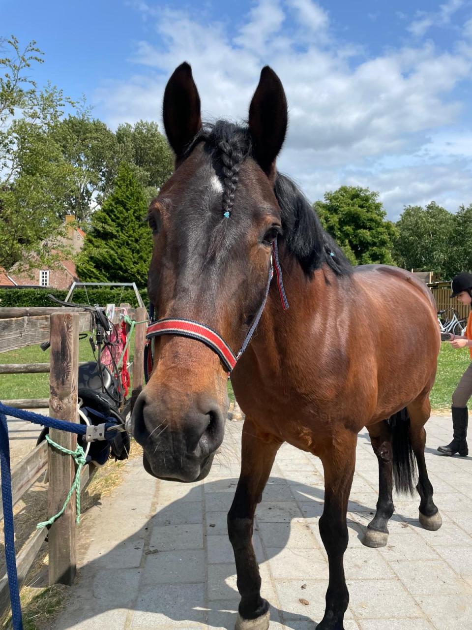 Leuke E pony te koop