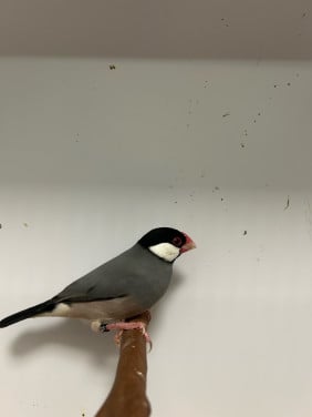 Rijstvogels