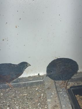 Chinese dwergkwartels