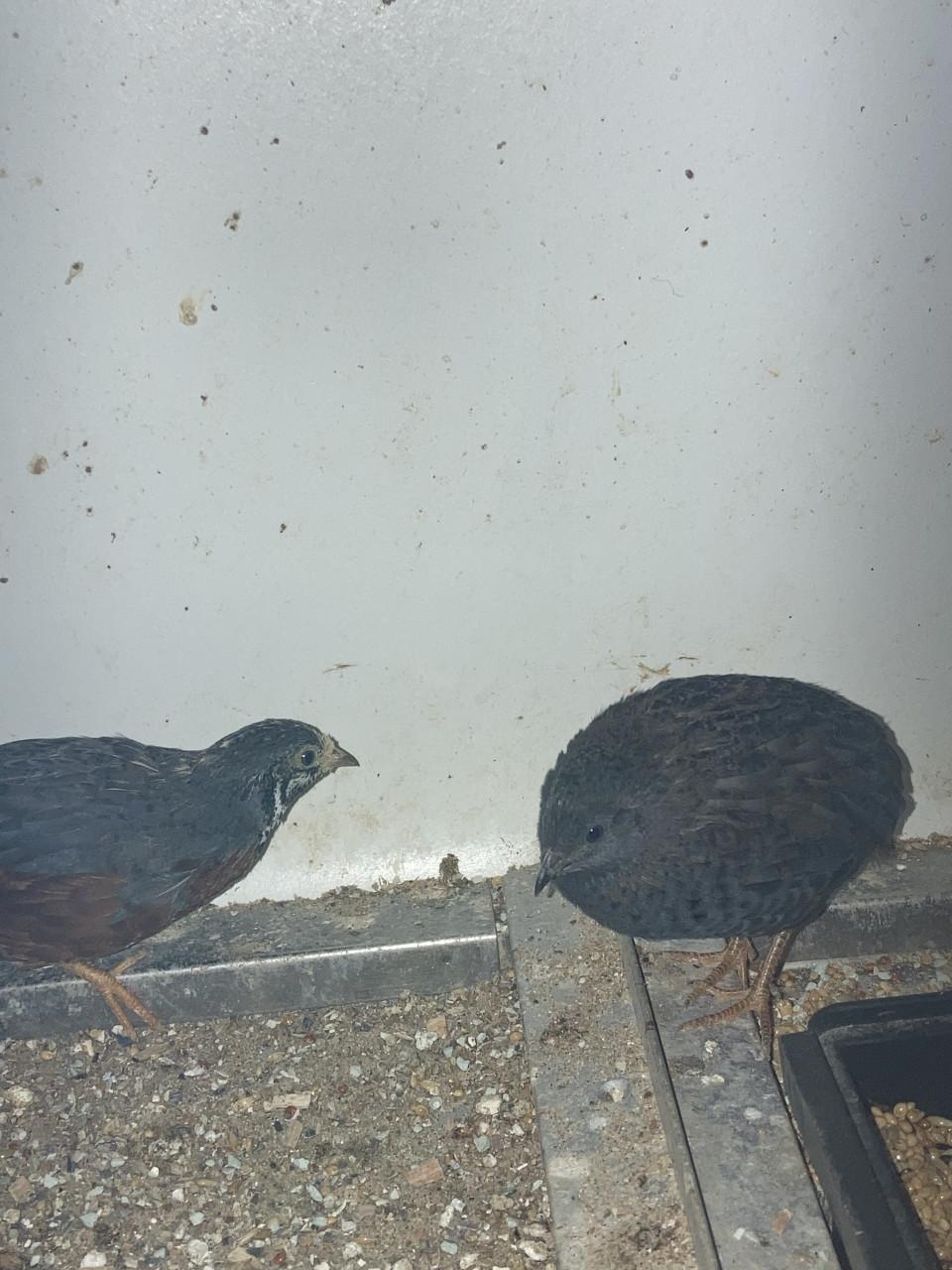 Chinese dwergkwartels