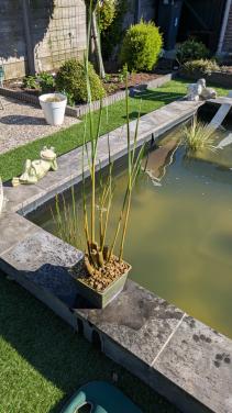 Vijverplant kleine lisdodde in mand 18x18cm