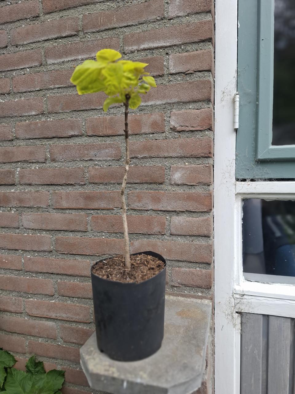 Jonge Catalpa ( of trompetboom)