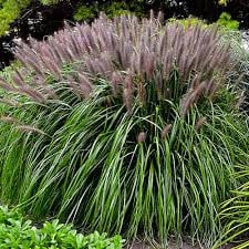 Prachtriet ‘Miscanthus sinensis’