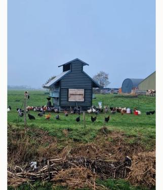 Jonge leghennen te koop