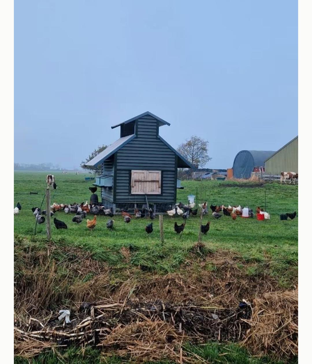 Jonge leghennen te koop