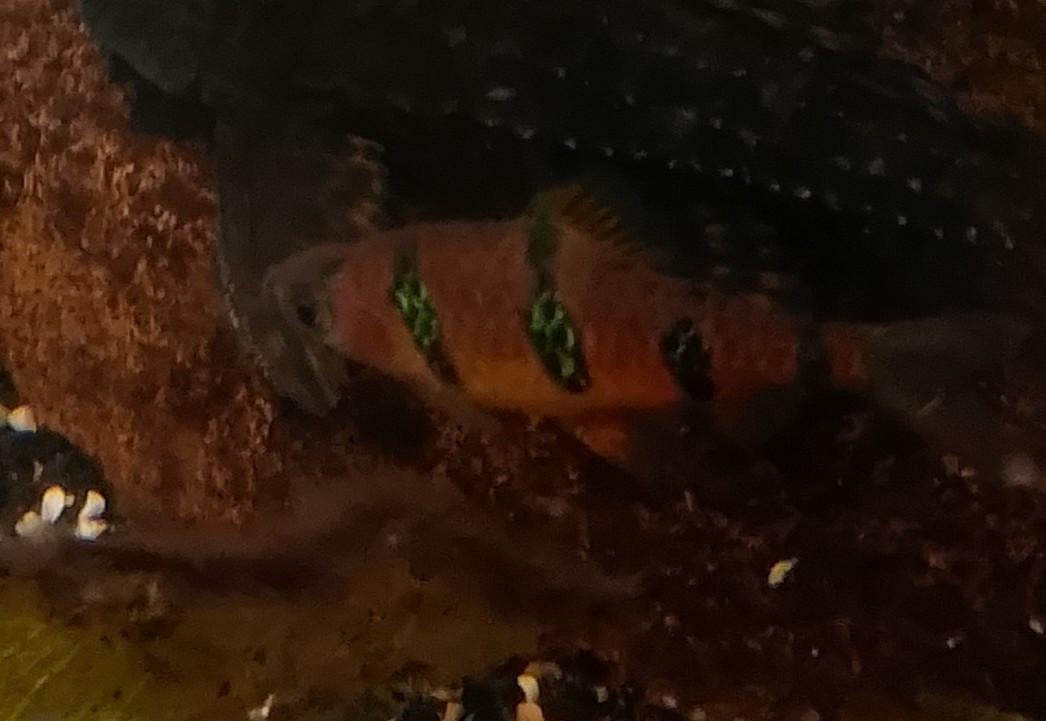 Te koop aquarium vissen