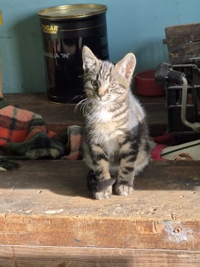 Kitten