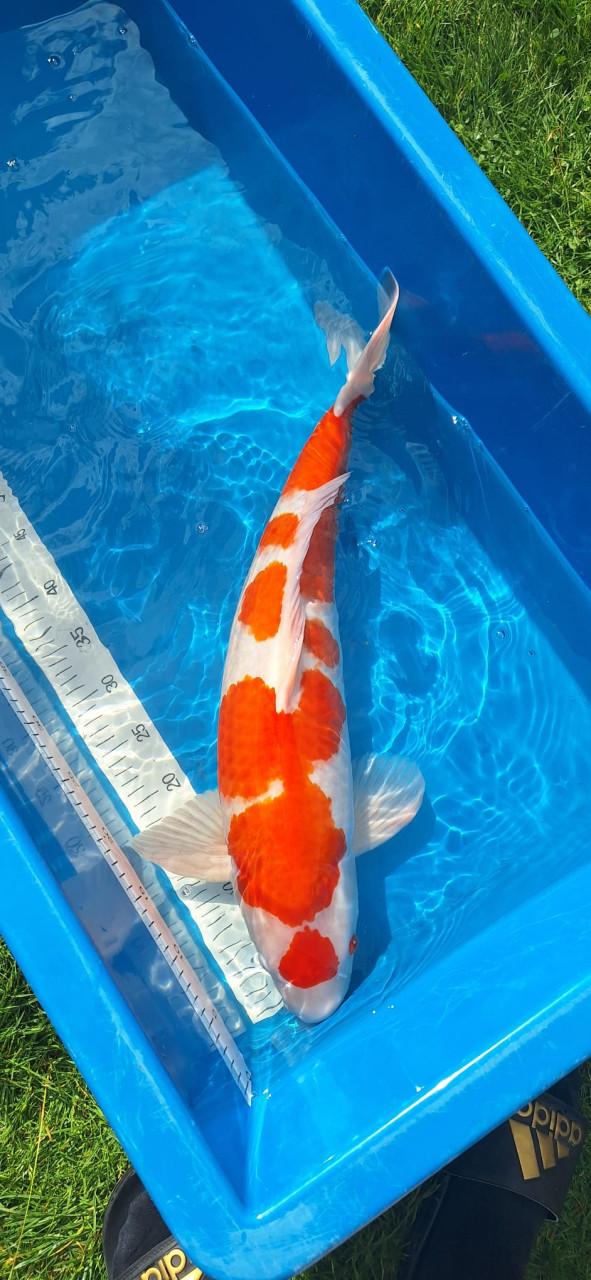 Kohaku 63 cm