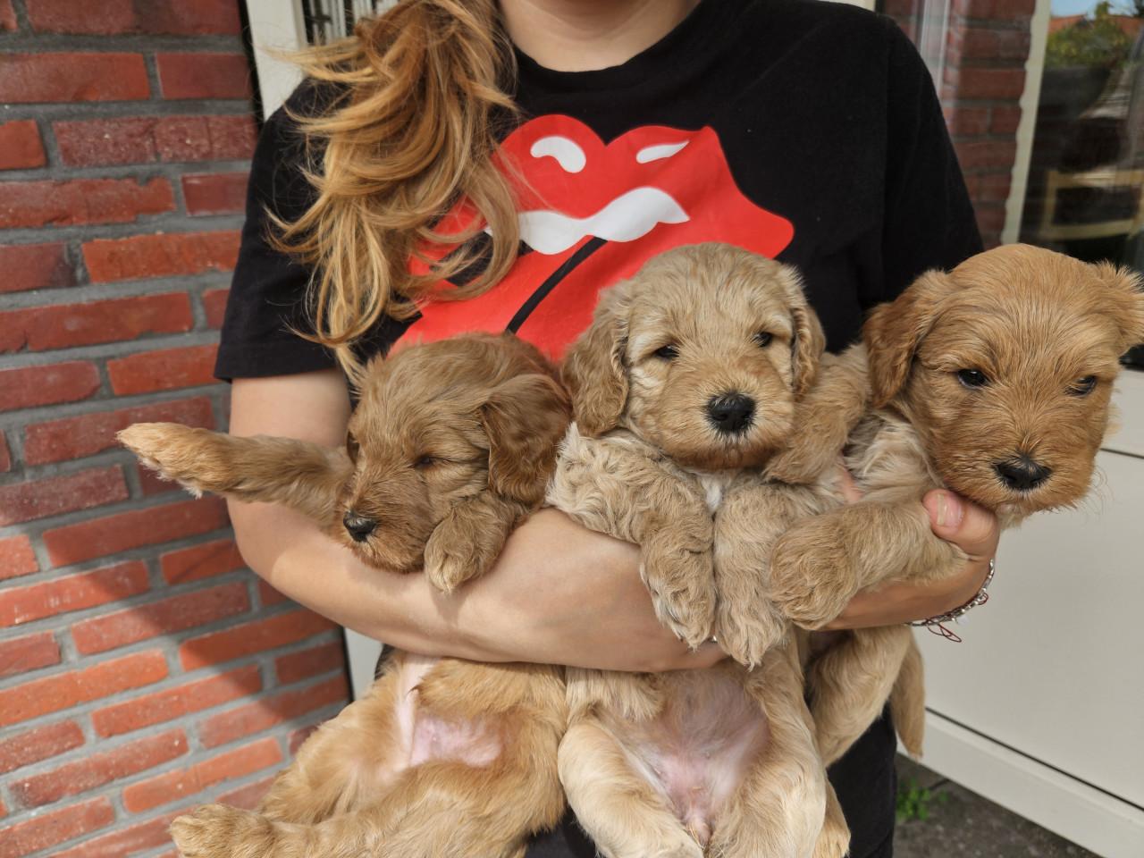 Goldendoodle f1 x australian labradoodle pups