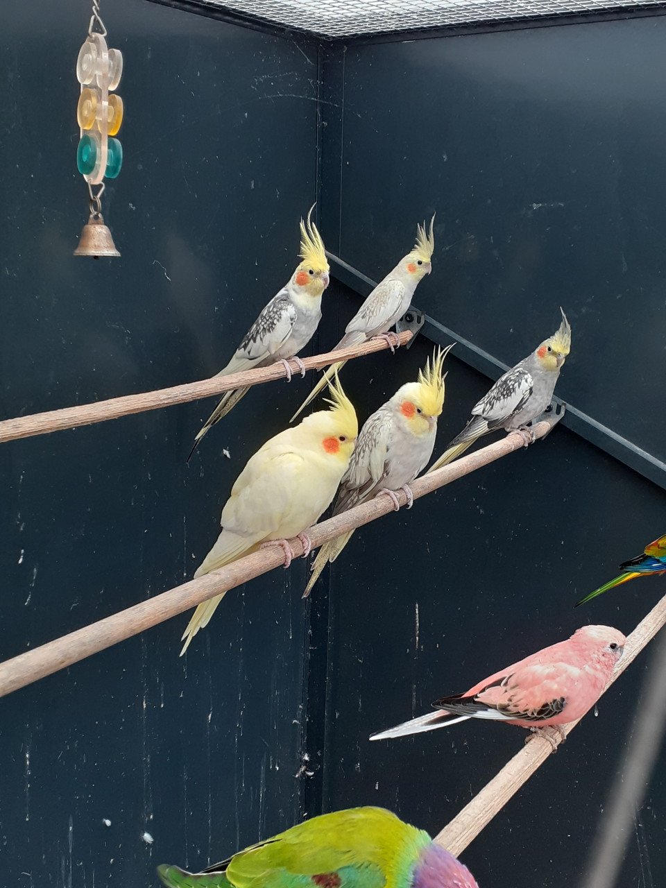 Diverse kleuren jonge valkparkieten