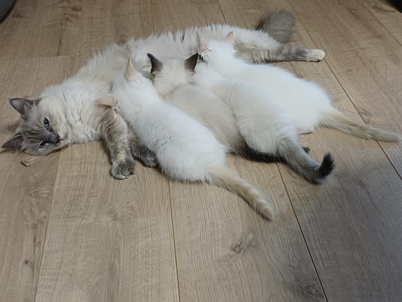 Super leuke Ragdoll kittens met stamboom beschikbaar.