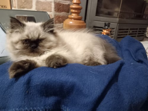 Dieren kittens