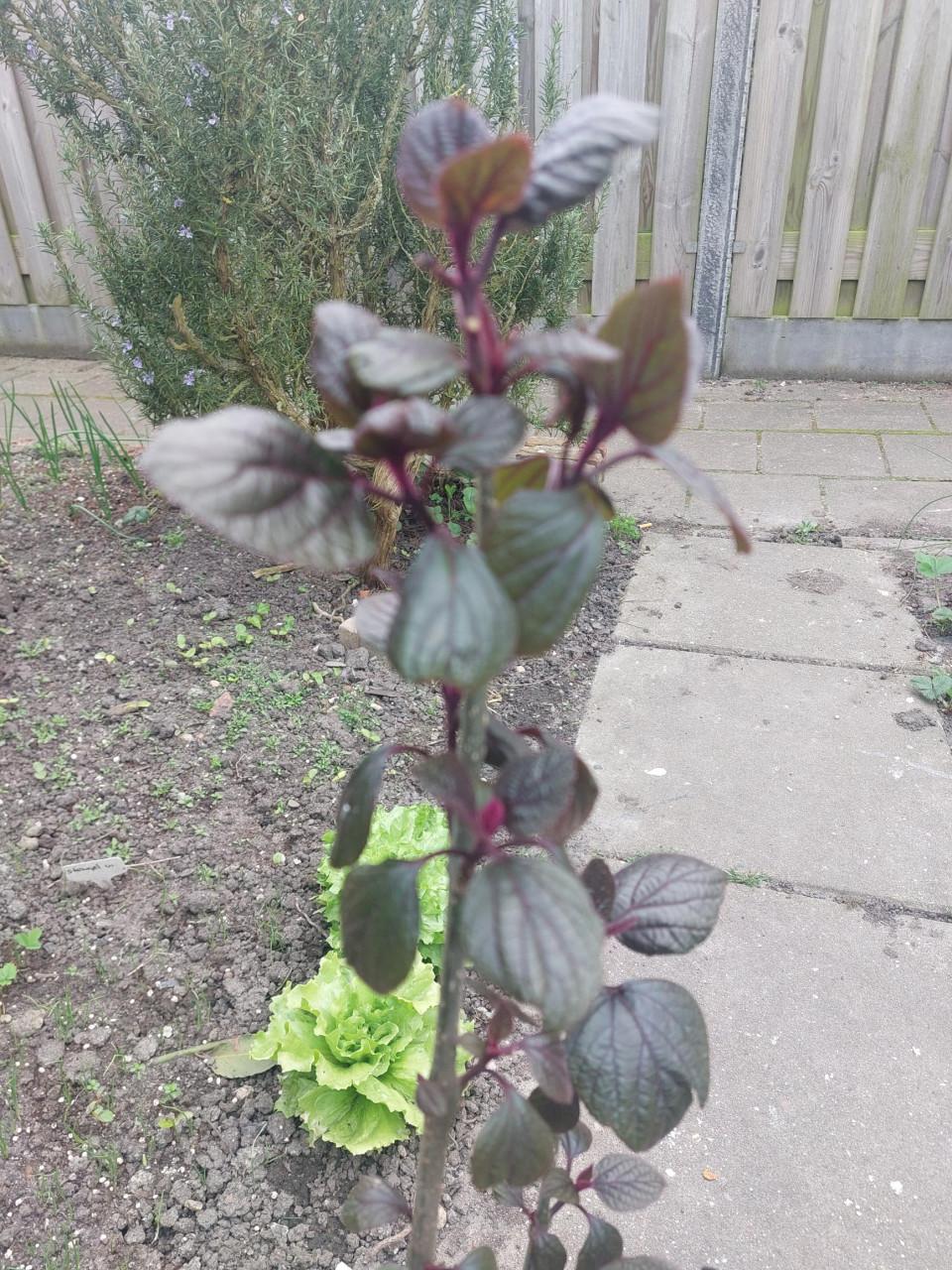 Pindakaas struik  (Clerodendrum trichotomum)